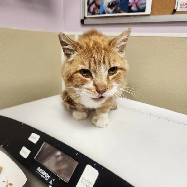 An adult medium-sized male Domestic Short Hair cat named Winnie The Pooh for adoption in Vancouver, WA