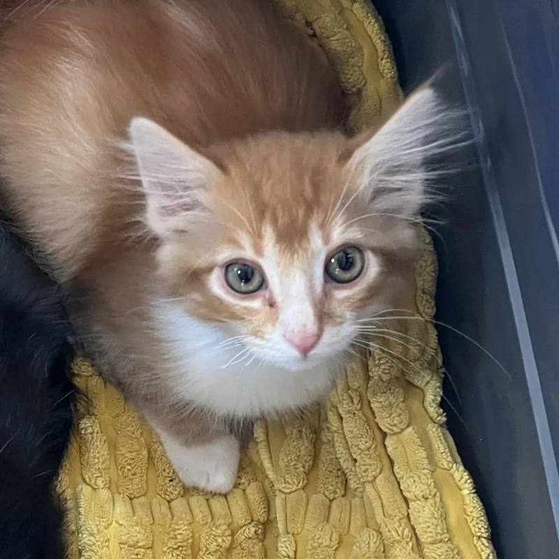 A baby small-sized male Orange / Red Domestic Short Hair cat named Freedom for adoption in Temecula, CA