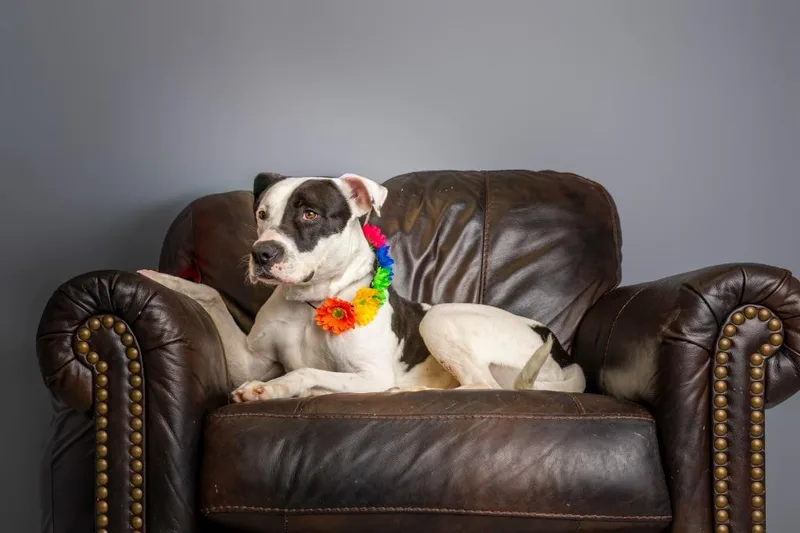 Daisy Buchanan thumbnail 4