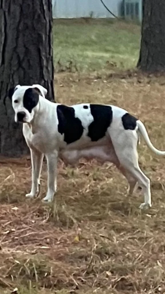 Daisy Buchanan thumbnail 6