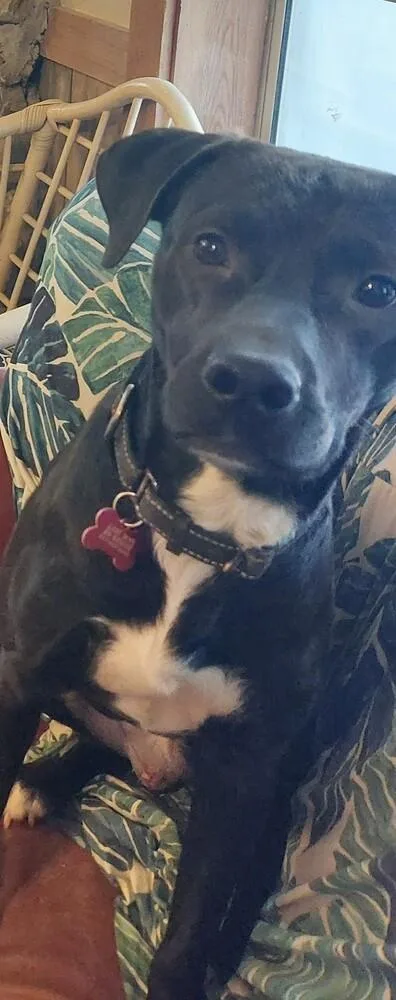 An adult medium-sized male Tricolor (Brown, Black, & White) Labrador Retriever dog named Raphael for adoption in Boston, MA