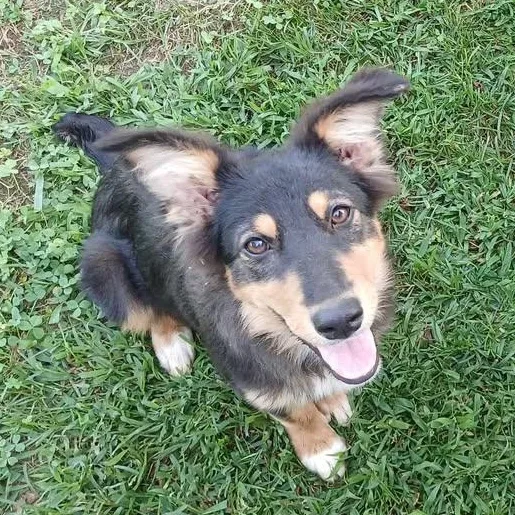 A young medium-sized female Tricolor (Brown, Black, & White) Australian Shepherd dog named Walnut for adoption in Richmond, KY