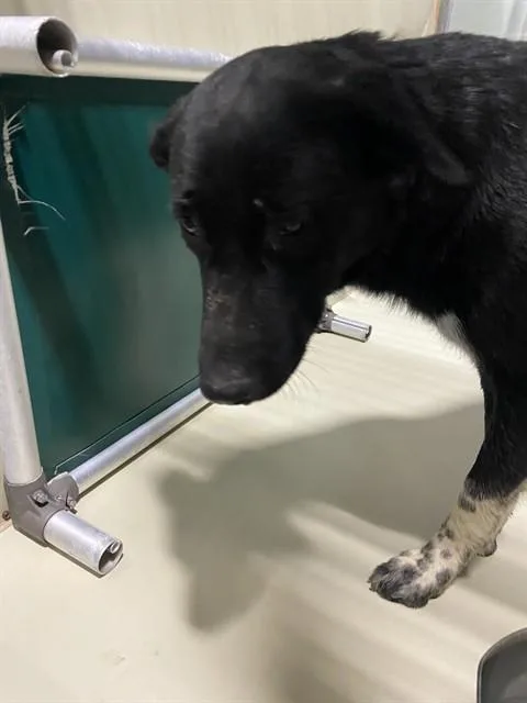 A young extra large-sized female Border Collie dog named Anna for adoption in Bakersfield, CA