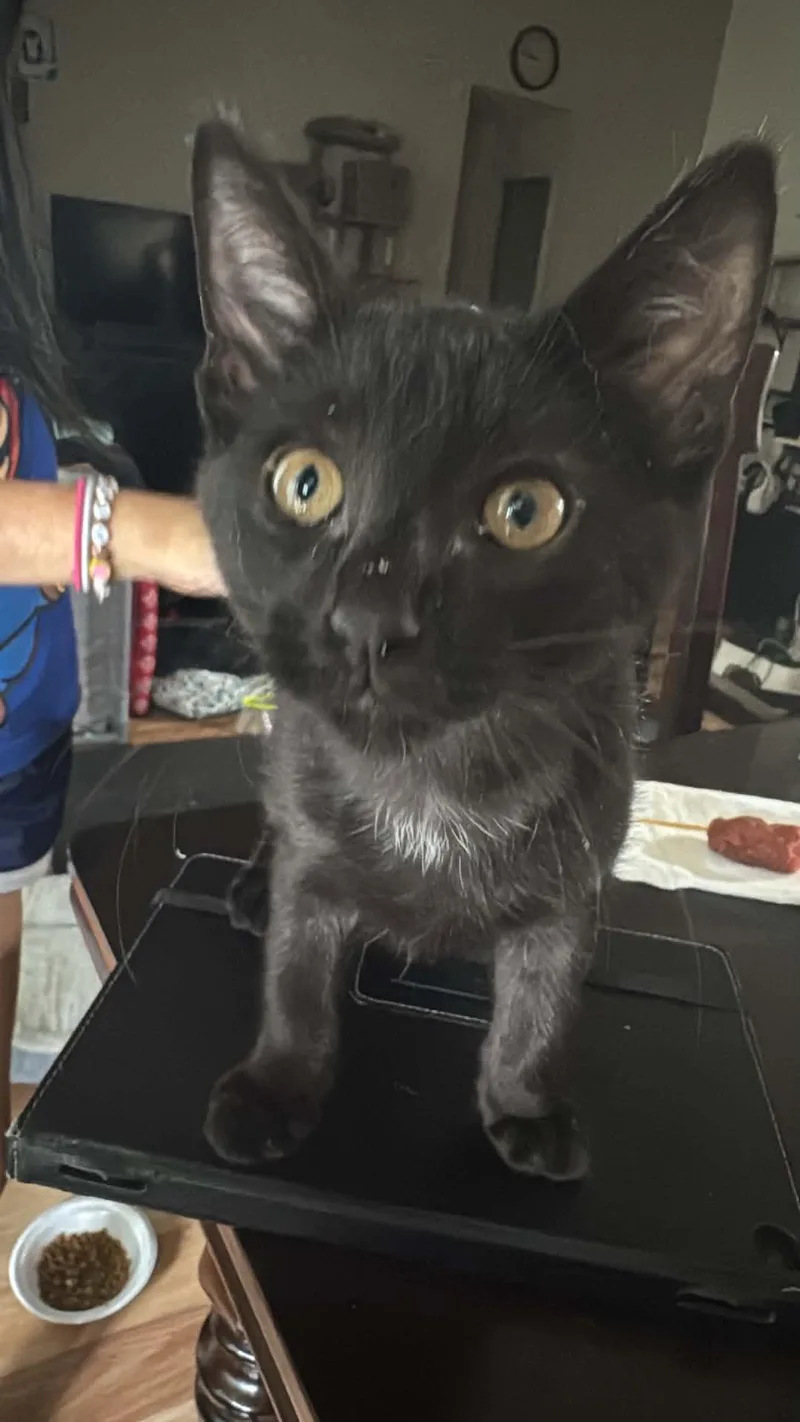 A baby small-sized male Black Domestic Short Hair cat named Blackie for adoption in Lawrenceville, GA