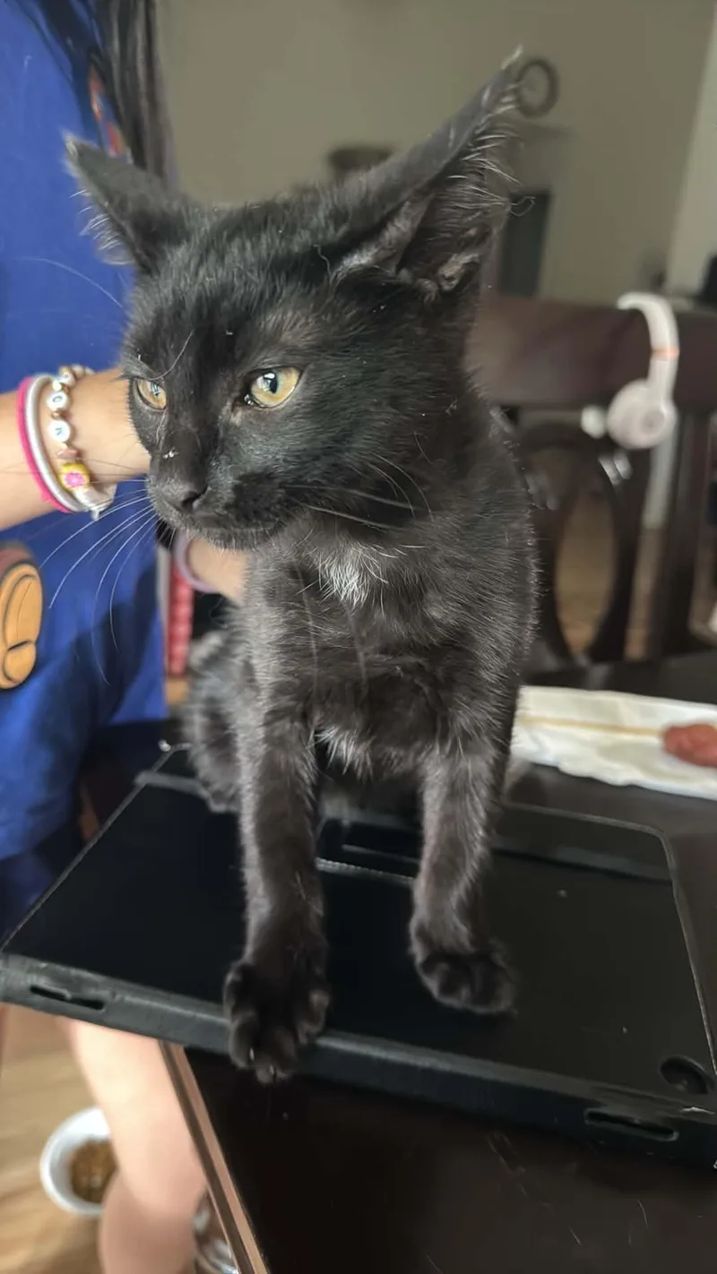 Blackie thumbnail 2