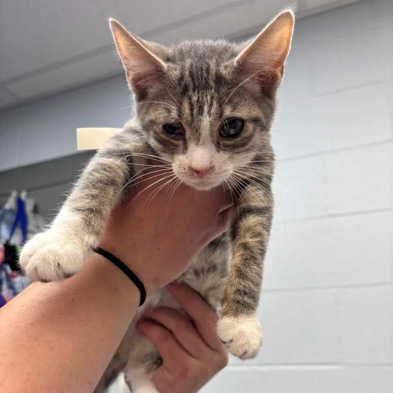 A baby small-sized male Gray / Blue / Silver Domestic Short Hair cat named Magnet for adoption in Parkersburg, WV
