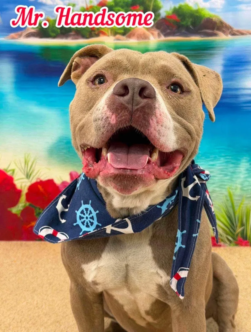 An adult medium-sized male Apricot / Beige Mixed Breed dog named Mr. Handsome for adoption in Flint, MI