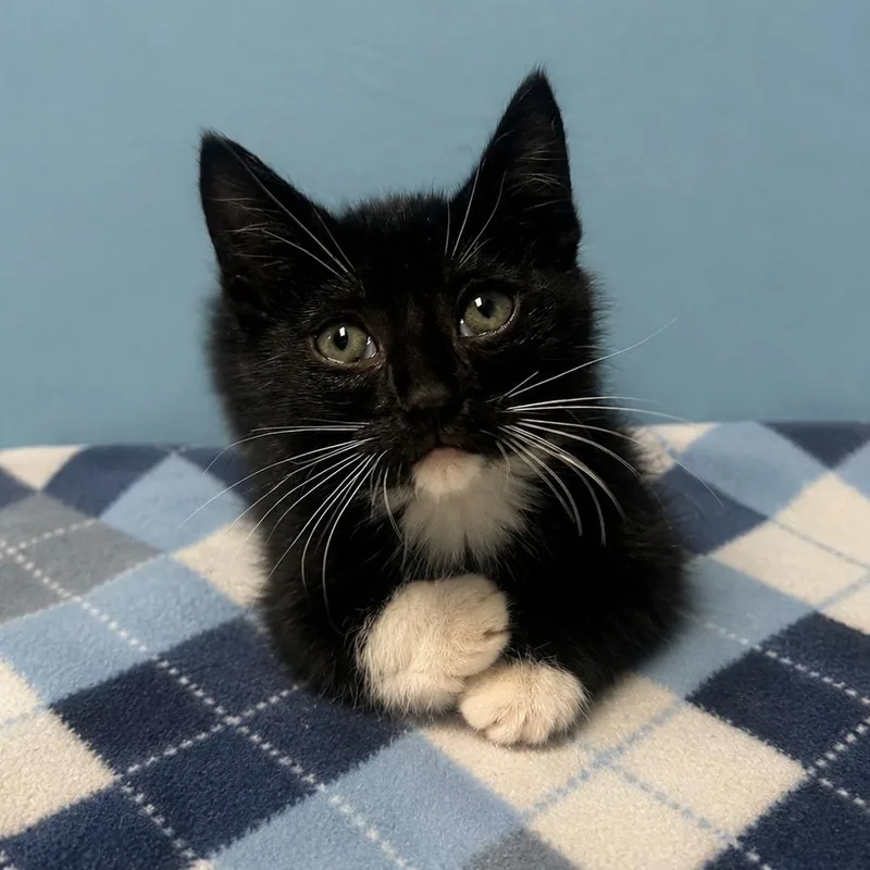 A baby small-sized female Black Domestic Short Hair cat named Argyle for adoption in Brownsboro, AL