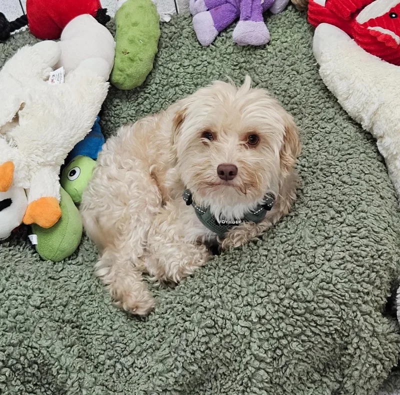 A young small-sized male Maltese dog named Billy for adoption in Los Angeles, CA