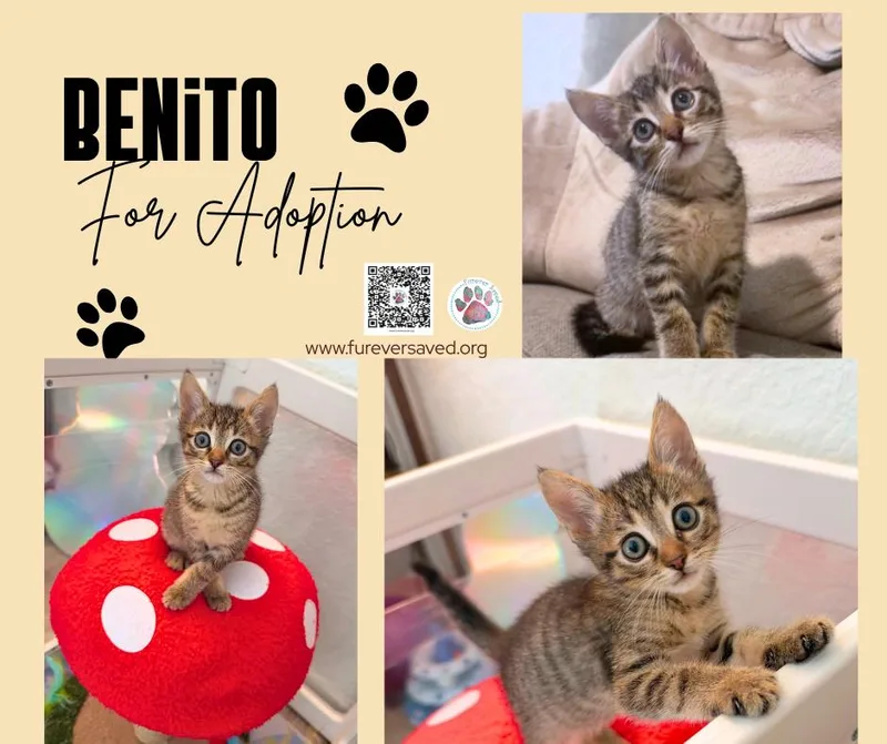 A baby small-sized male Tabby (Brown / Chocolate) Domestic Short Hair cat named Benito for adoption in Miami, FL