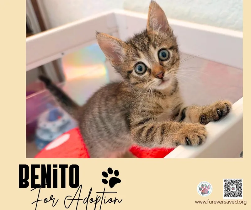 Benito thumbnail 2