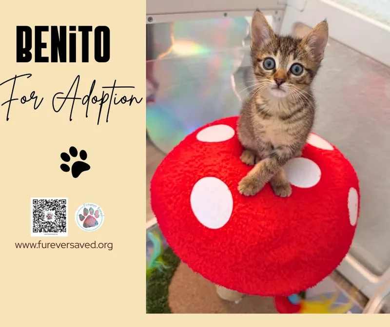 Benito thumbnail 3