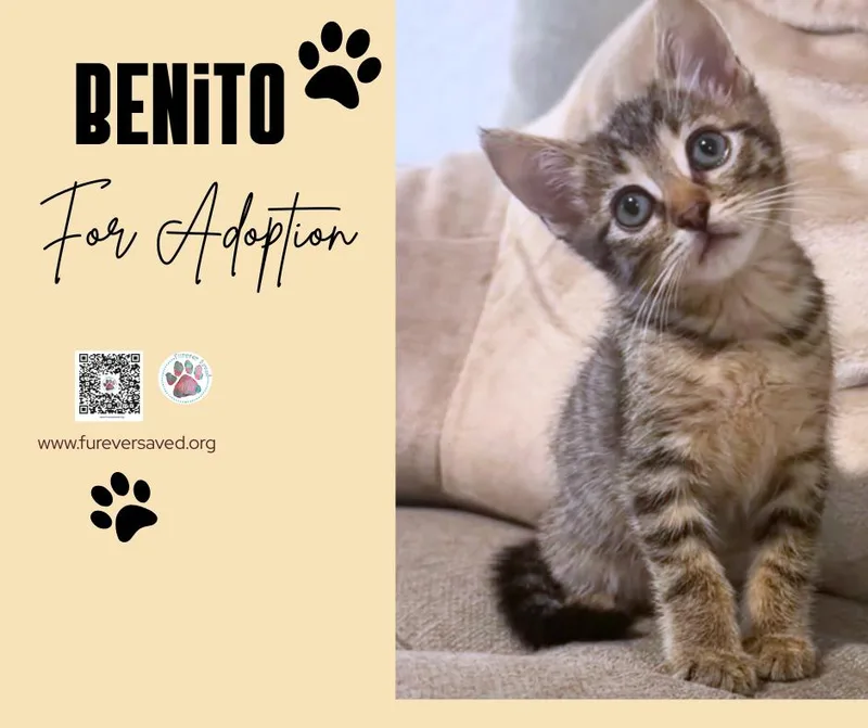 Benito thumbnail 4
