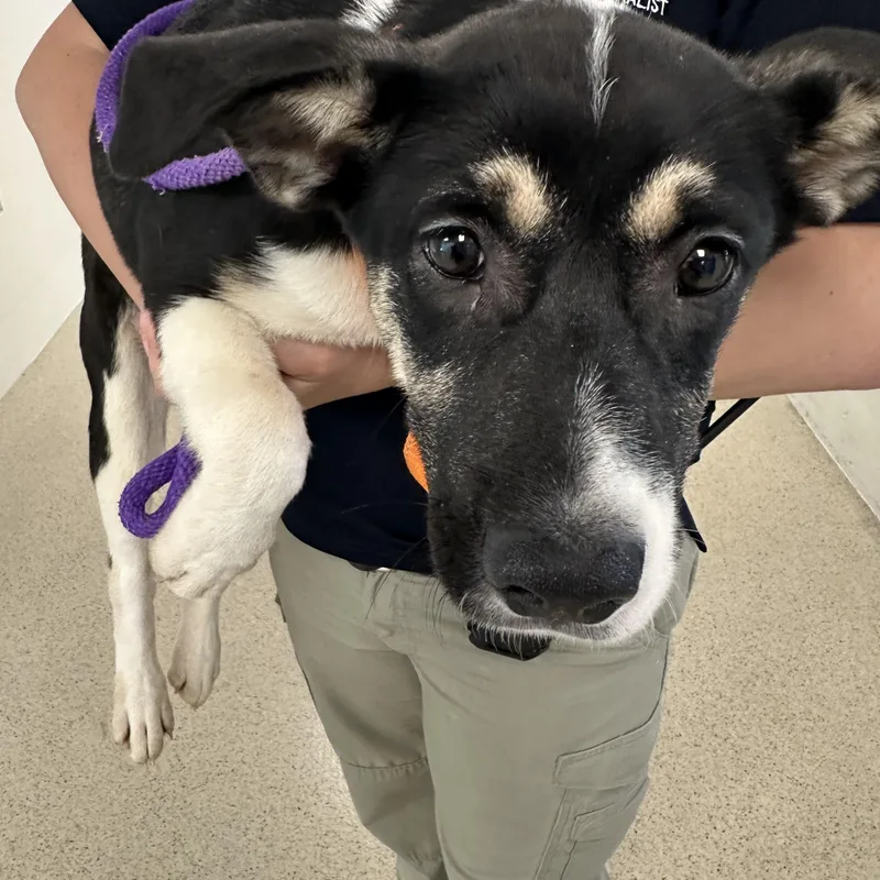 A baby small-sized female Tricolor (Brown, Black, & White) Shepherd dog named Velma for adoption in Manassas, VA