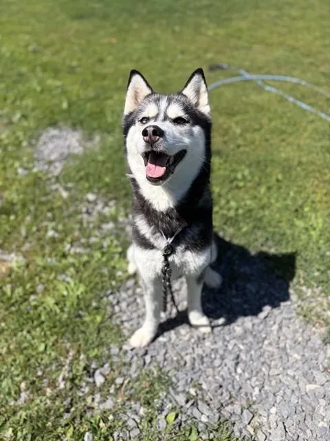 An adult medium-sized female Siberian Husky dog named Siren for adoption in Aliquippa, PA