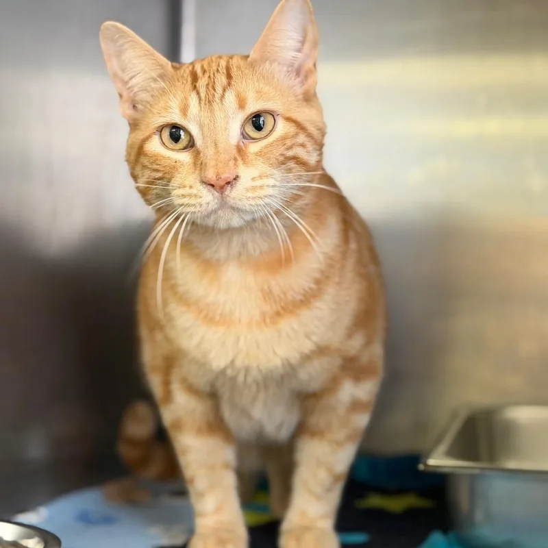 An adult large-sized male Orange / Red Domestic Short Hair cat named Garfield for adoption in Fort Smith, AR