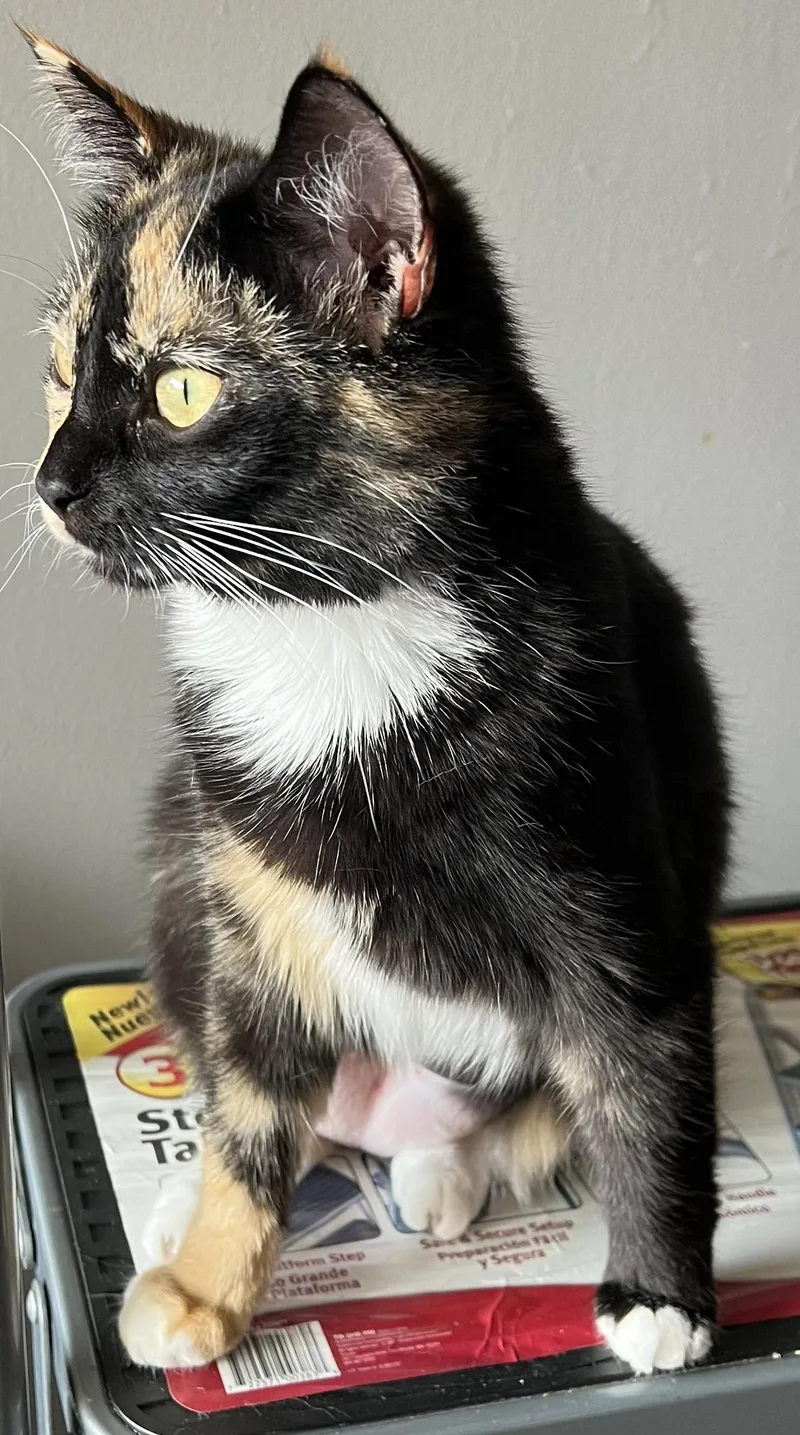 A baby small-sized female Calico cat named Bernice for adoption in Beckley, WV