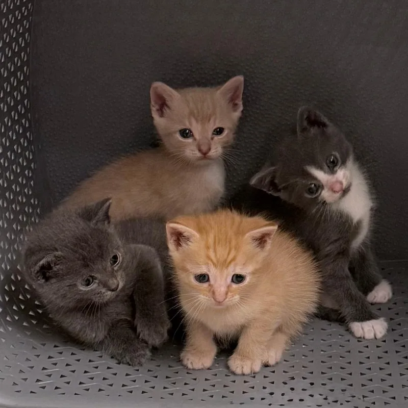 A baby small-sized male Gray / Blue / Silver Domestic Short Hair cat named Arthur for adoption in Fairfax Station, VA