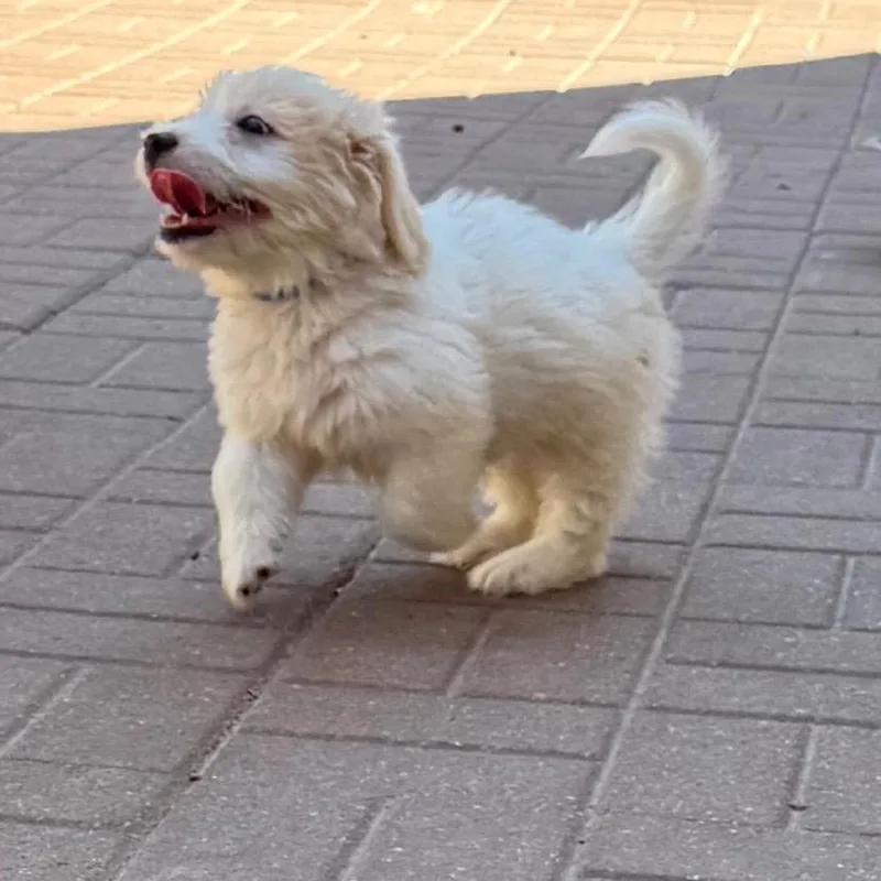 A baby small-sized male White / Cream Standard Schnauzer dog named Mikey for adoption in Spring, TX