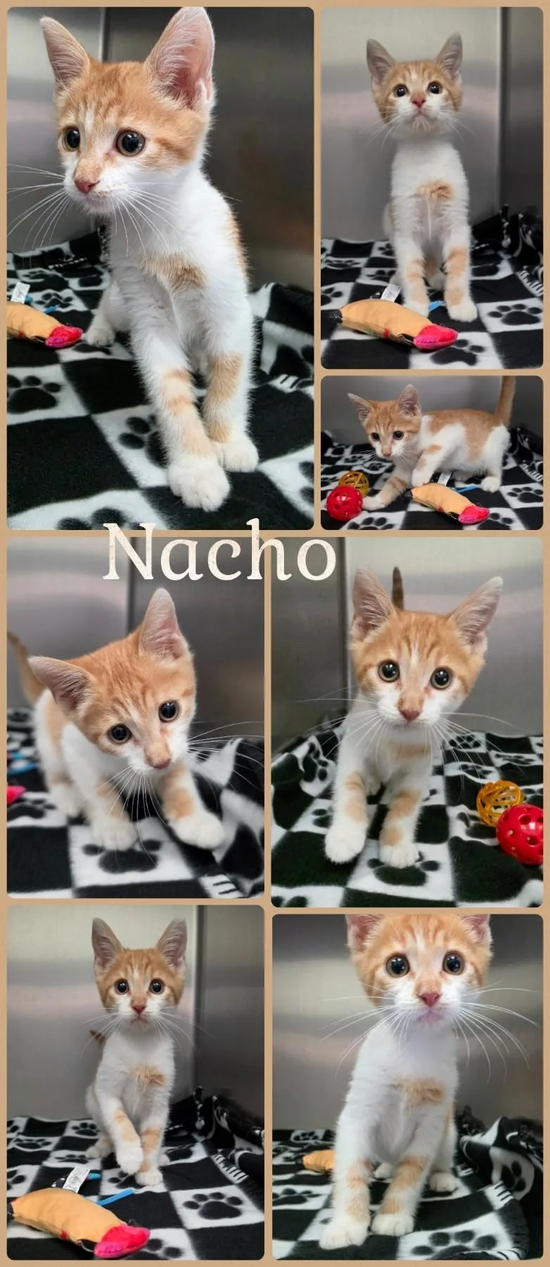 A baby medium-sized male Domestic Short Hair cat named Nacho for adoption in Universal City, TX