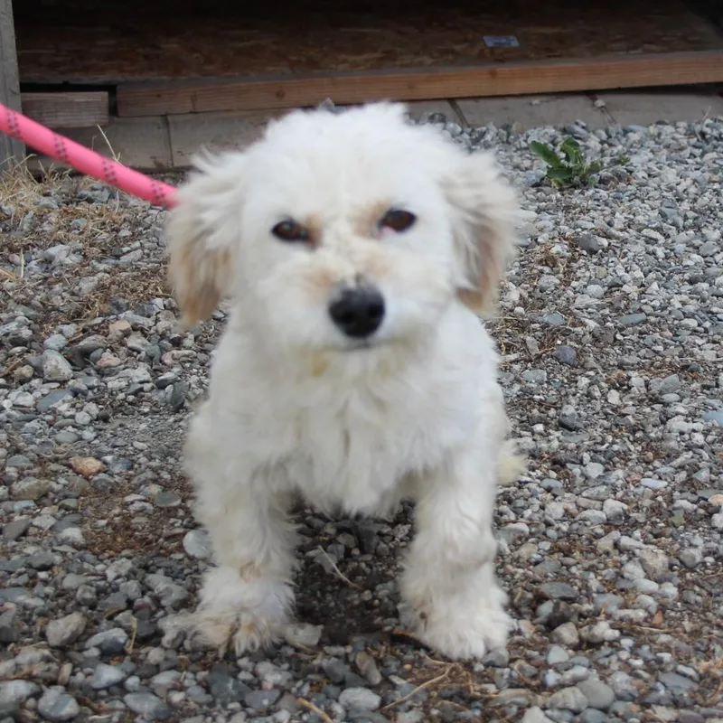 A young small-sized female Poodle dog named Kiki for adoption in Vacaville, CA