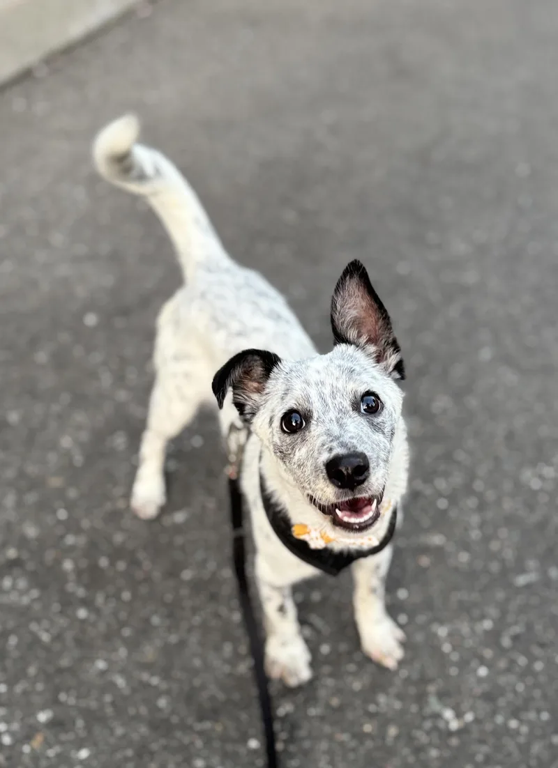 A baby small-sized female Australian Cattle Dog / Blue Heeler dog named Abbey for adoption in lynnwood , WA