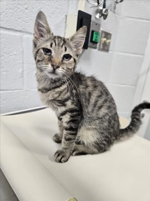 A baby small-sized male Domestic Short Hair cat named Camp for adoption in Hagerstown, MD