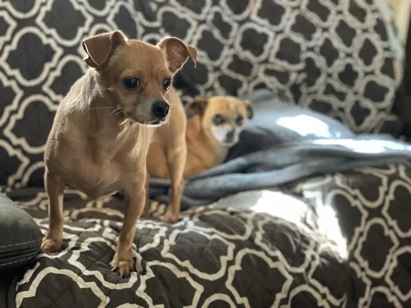 A senior small-sized female Yellow / Tan / Blond / Fawn Chihuahua dog named Blondie for adoption in Silsbee, TX