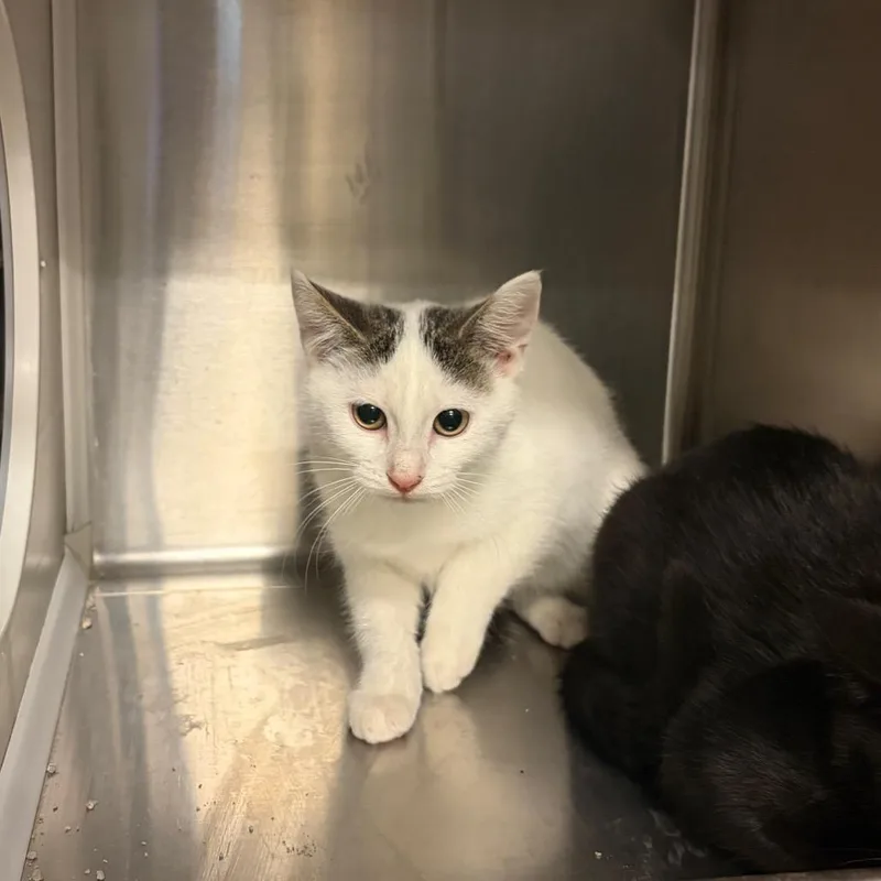 A baby small-sized female White Domestic Short Hair cat named Pearl for adoption in Council Bluffs, IA