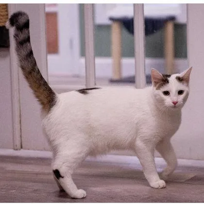 A young medium-sized male Domestic Short Hair cat named Ben Catfleck Kershaw for adoption in Hudson, MA