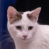 Ben Catfleck Kershaw thumbnail 3
