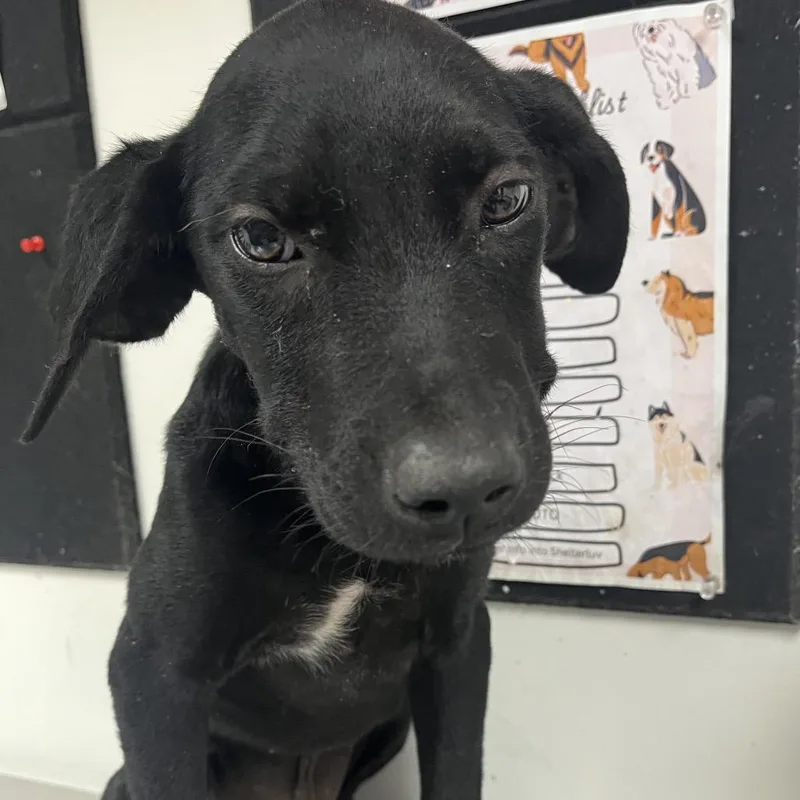 A baby small-sized male Black Labrador Retriever dog named Asiago for adoption in Birmingham, AL