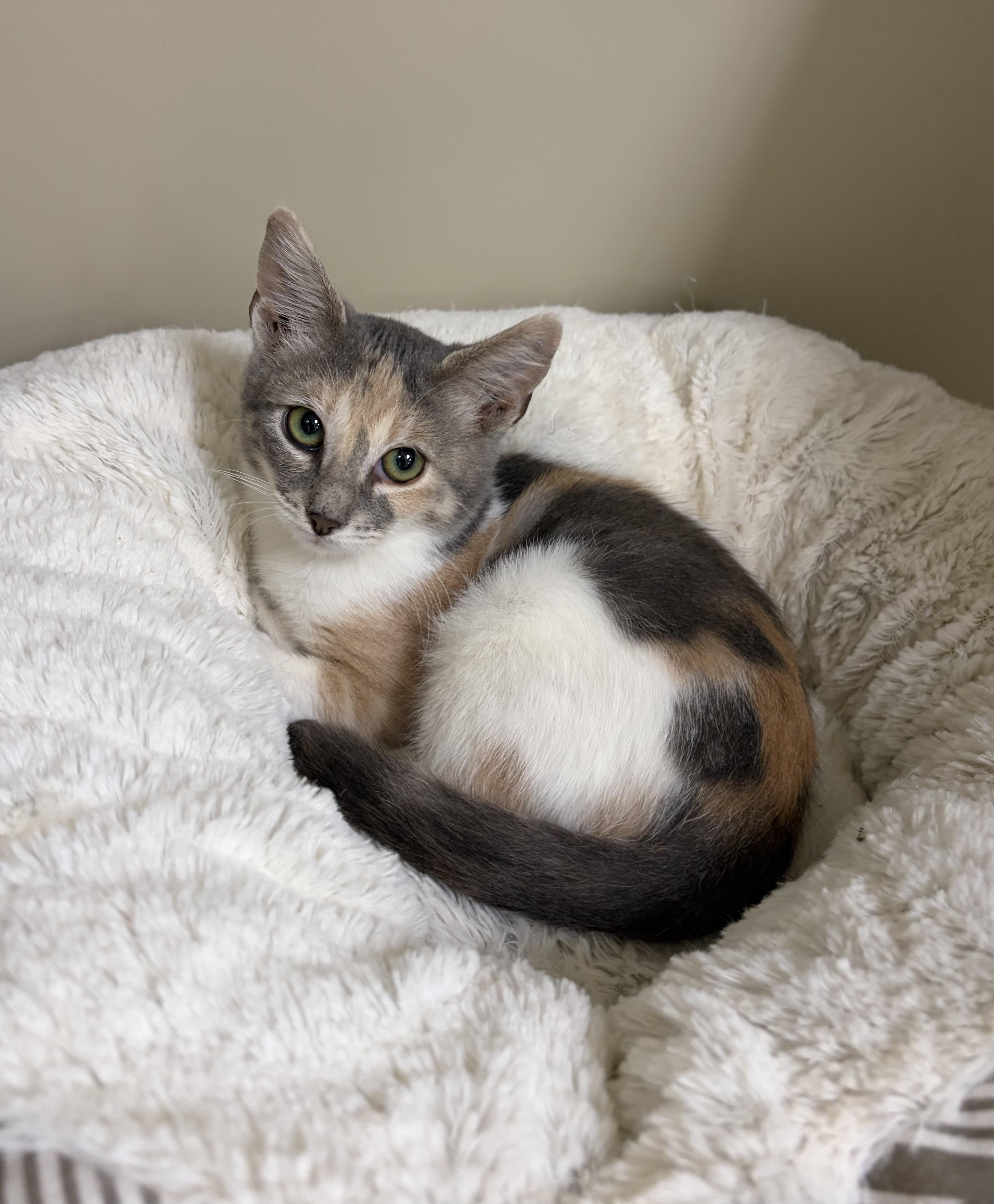A baby medium-sized female Calico cat named Adele for adoption in Kerrville, TX