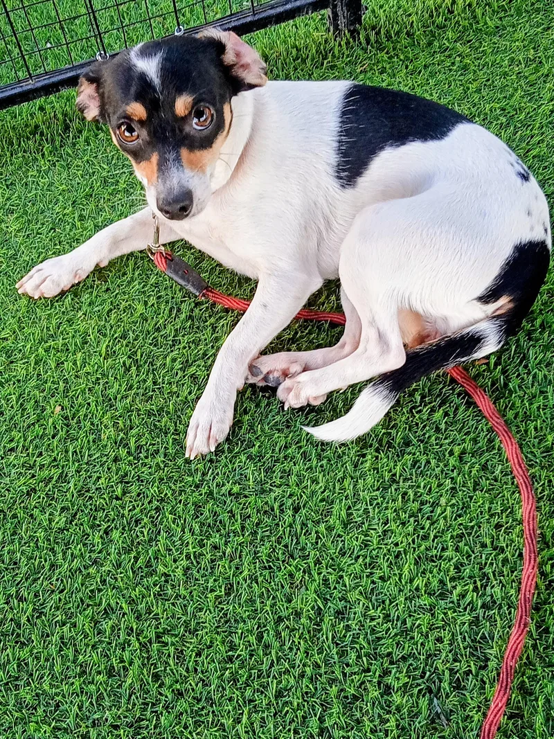 A young small-sized female White / Cream Chihuahua dog named Werra for adoption in Albuquerque, NM
