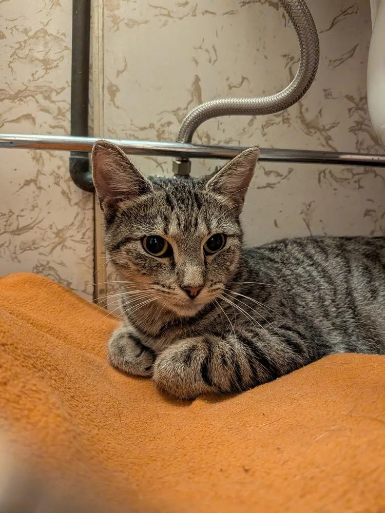 A young medium-sized female Domestic Short Hair cat named Maddy for adoption in Telford, PA