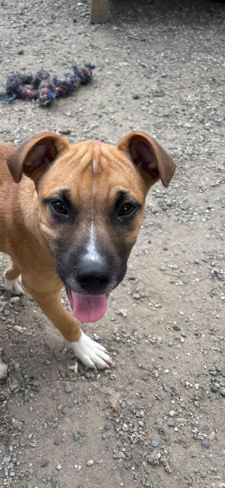 A baby small-sized female Tricolor (Brown, Black, & White) Shepherd dog named Penelope for adoption in Elmsford, NY