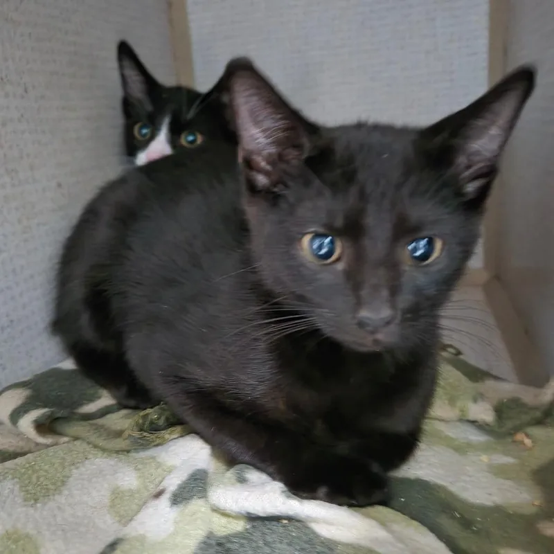 A baby medium-sized male Black Domestic Short Hair cat named Cricket for adoption in Graham, TX