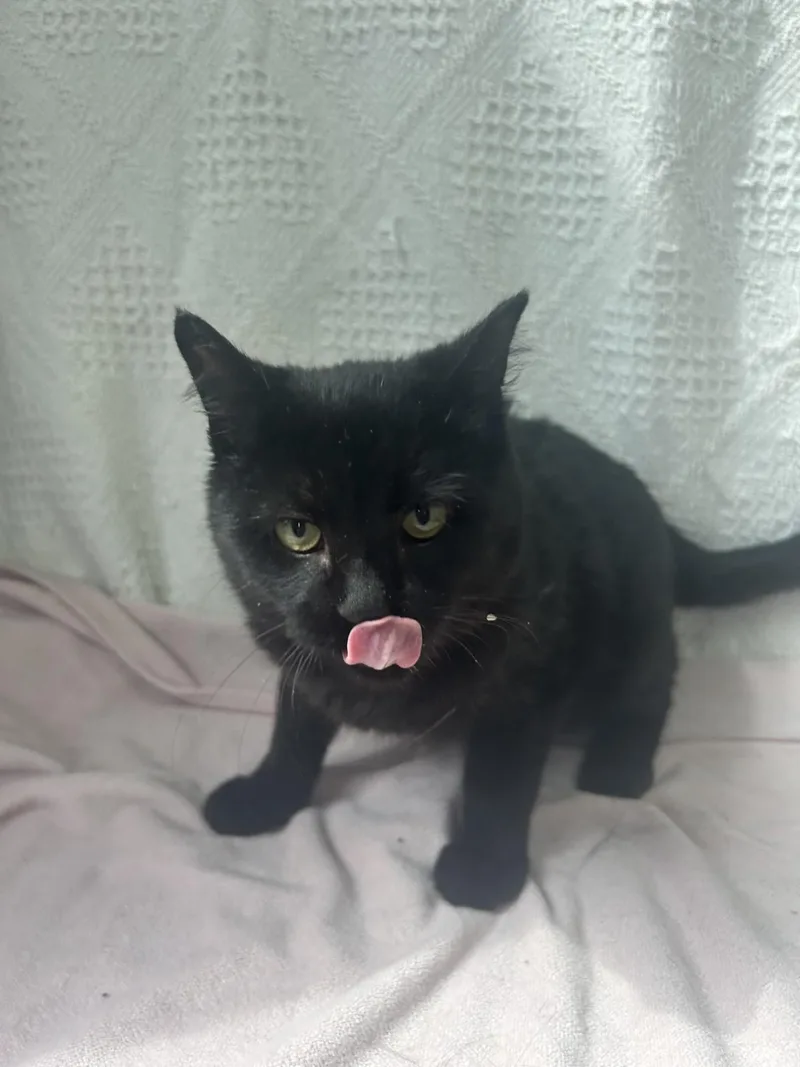 A baby medium-sized male Black Domestic Short Hair cat named Koda for adoption in Waterloo, IA