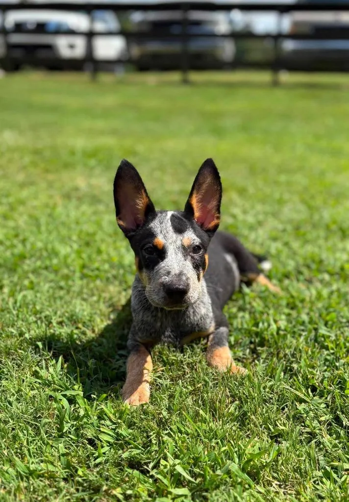 A baby small-sized male Mixed Breed dog named Rodney for adoption in Fond Du Lac, WI