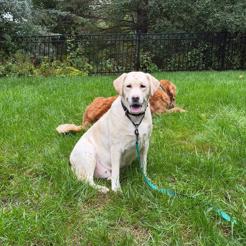 An adult large-sized female Yellow / Tan / Blond / Fawn Yellow Labrador Retriever dog named DaffODilly for adoption in Rochester, MN