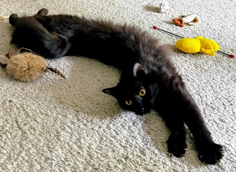 Gwendolyn thumbnail 2