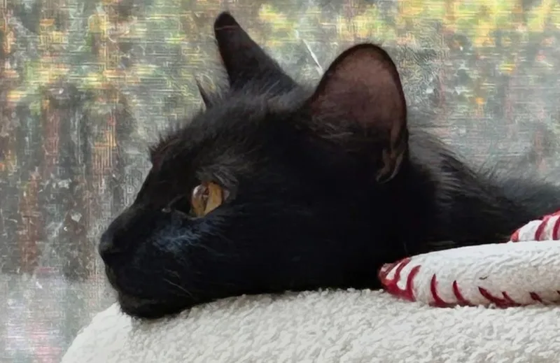 Gwendolyn thumbnail 3