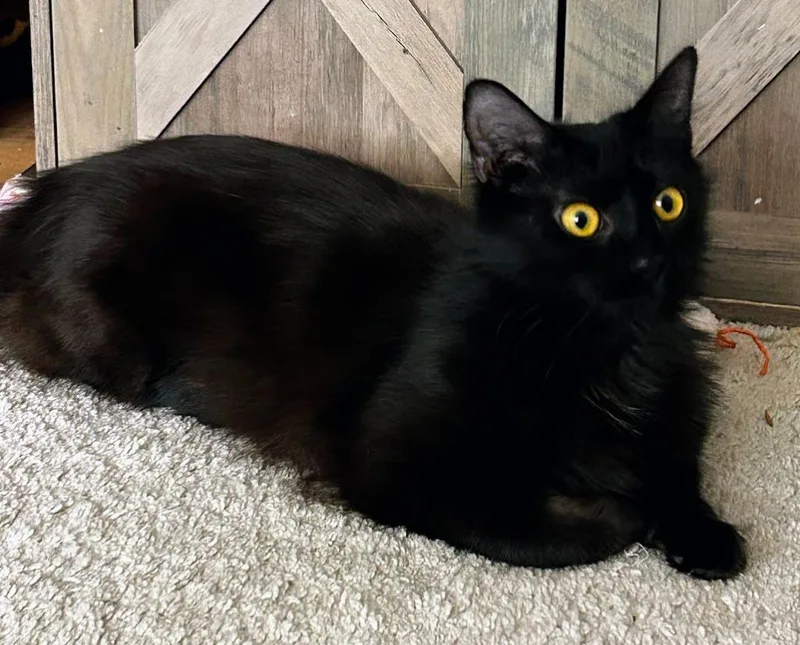 Gwendolyn thumbnail 4