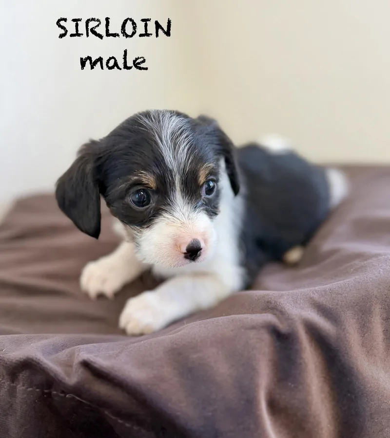 Serloin thumbnail 2