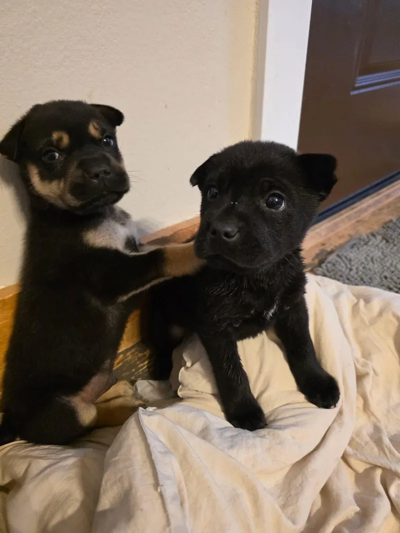 A baby medium-sized female Shar-Pei dog named Mozza for adoption in New London, WI