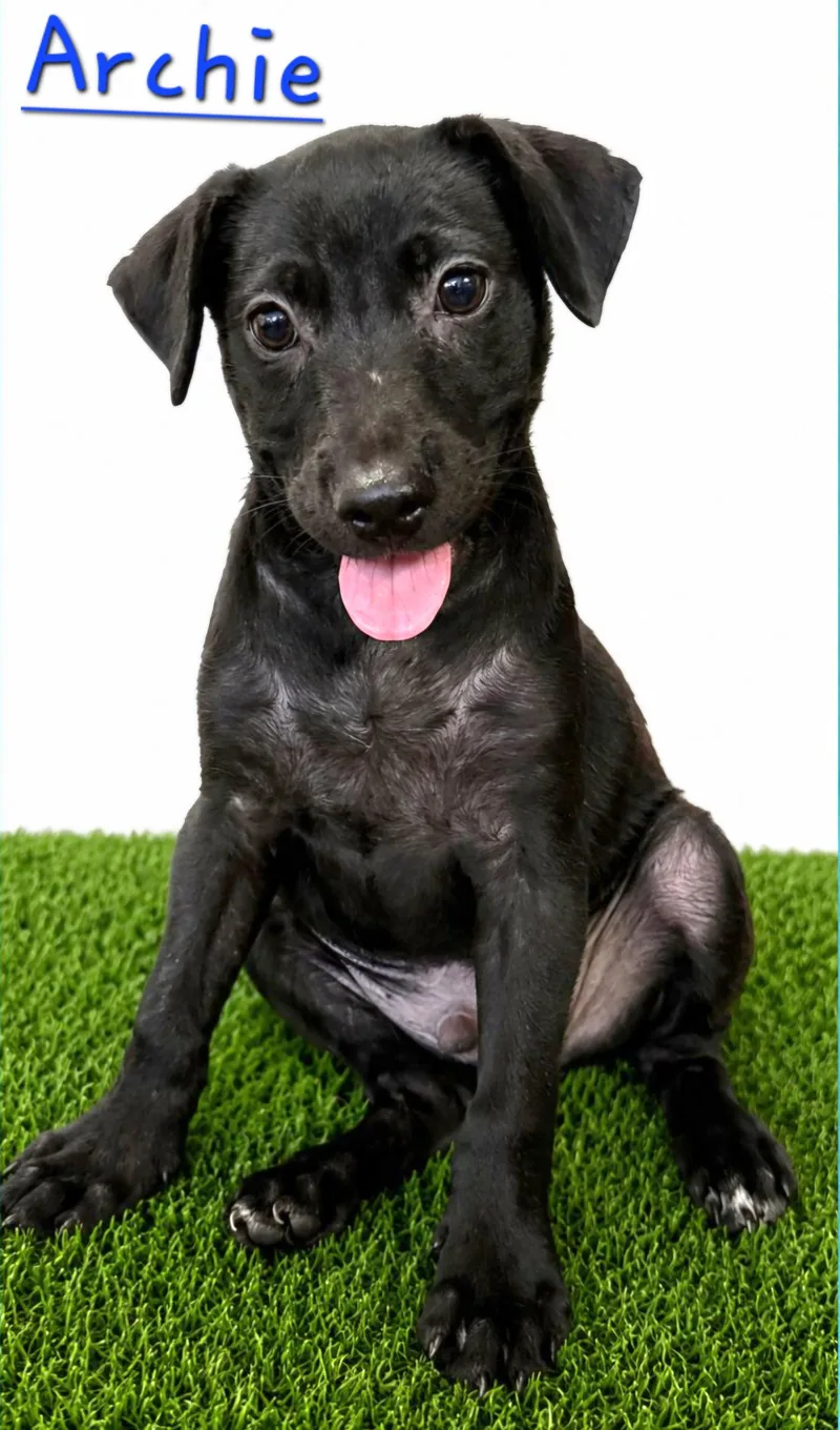 A baby small-sized male Labrador Retriever dog named Archie for adoption in Virginia Beach, VA