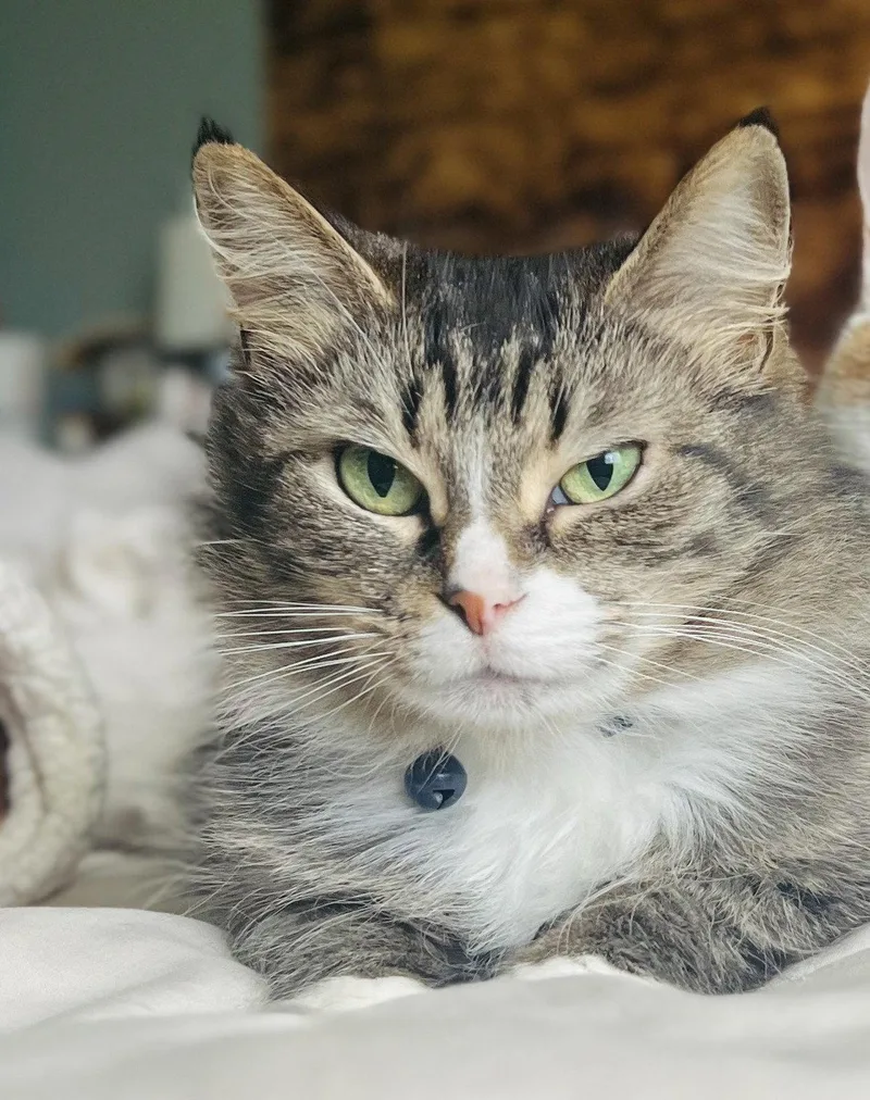 An adult small-sized female Domestic Long Hair cat named Phoenix COURTESY LISTING for adoption in Cookeville, TN