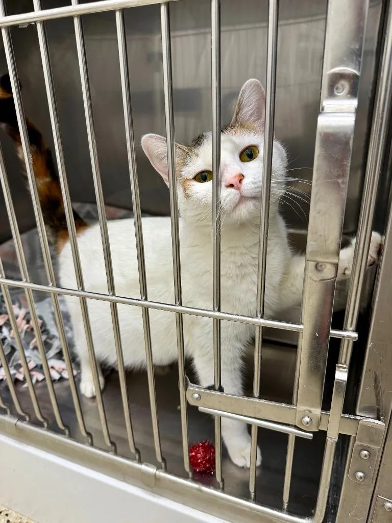 A young large-sized female Domestic Short Hair cat named April for adoption in Glenfield, NY