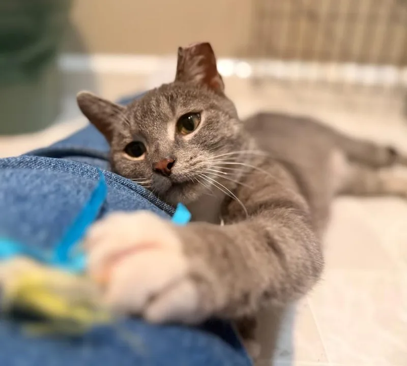 Serendipity thumbnail 4