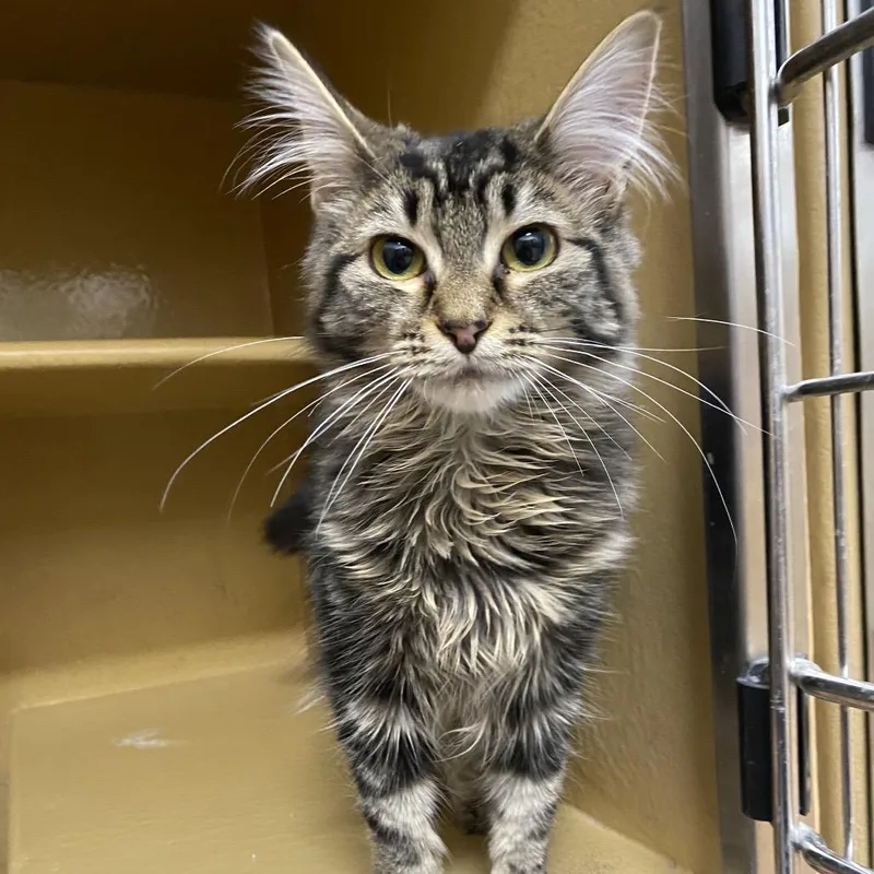 A young medium-sized female Brown / Chocolate Domestic Long Hair cat named Maple for adoption in Spokane, WA